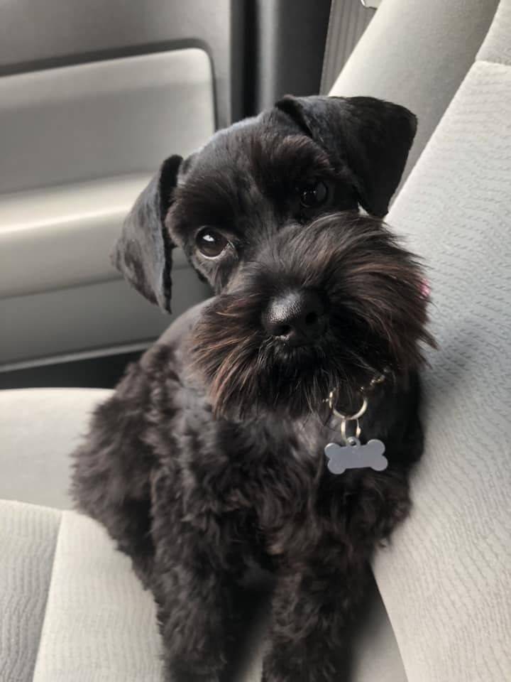 Social Miniature Schnauzer