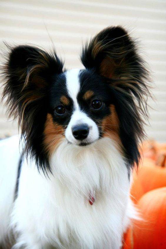 Social Papillon