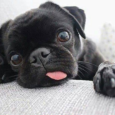 Social Pug