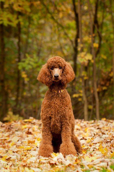Social Poodle