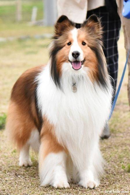 Social Shetland sheepdog 