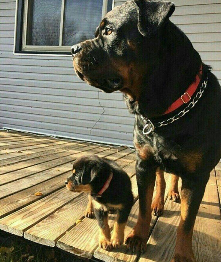 Social Rottweiler 