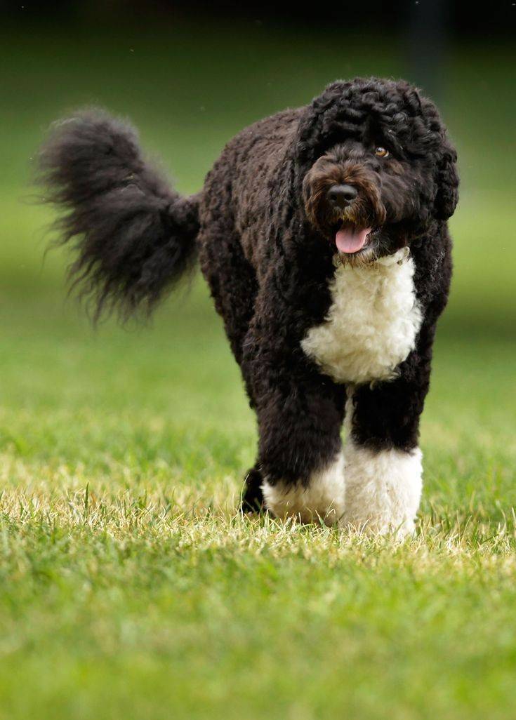 Social Portuguese Water Dog