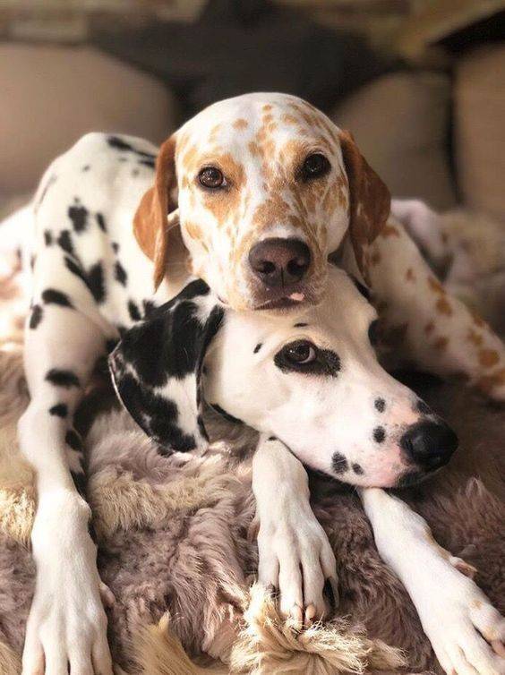 Social Dalmatians