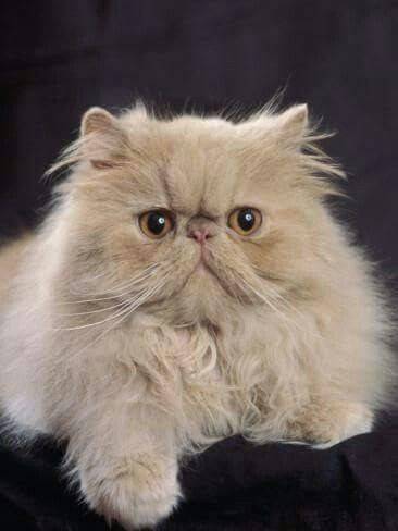 Moda Exotic shorthair 