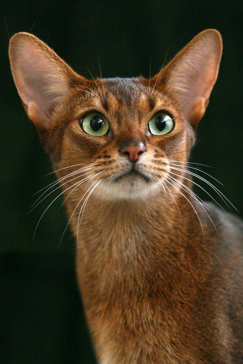 Fashion Abyssinian 