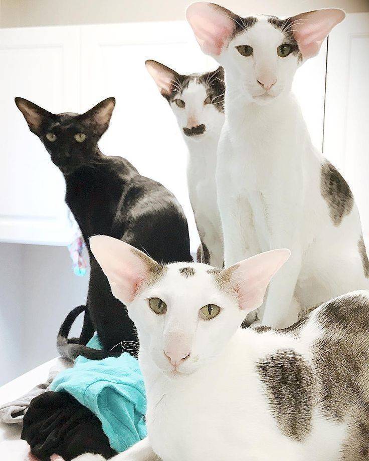 Fashion Oriental shorthair 