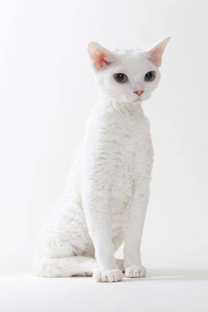 Fashion Devon rex