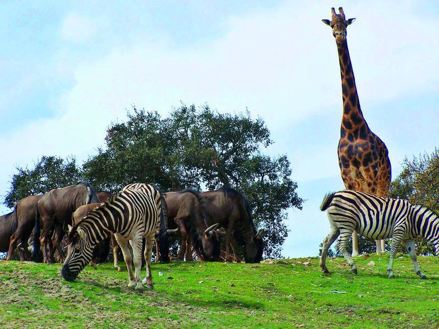 Lugar Badoca Safari Park