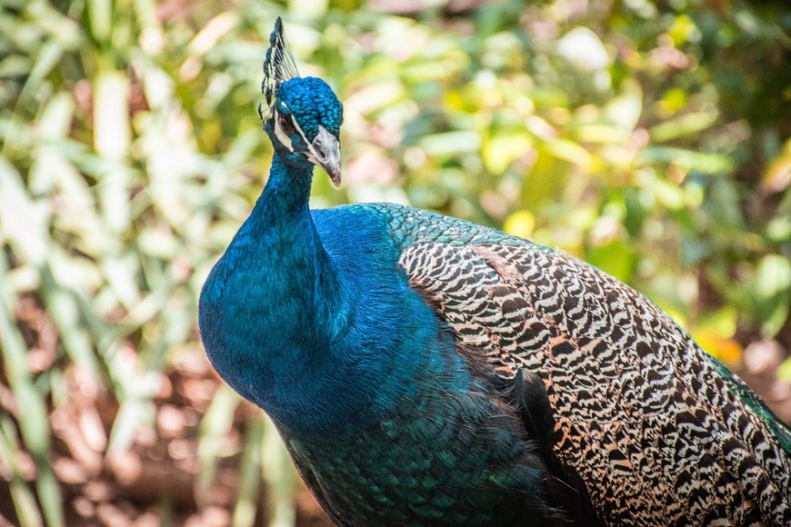 Fashion • 🦚 pavão 🦚