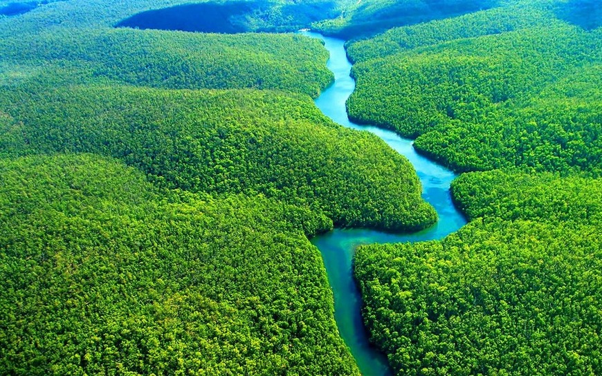 Moda Floresta da Amazónia 🇧🇷