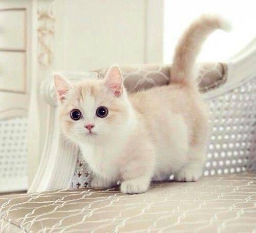 Pretty Cat 