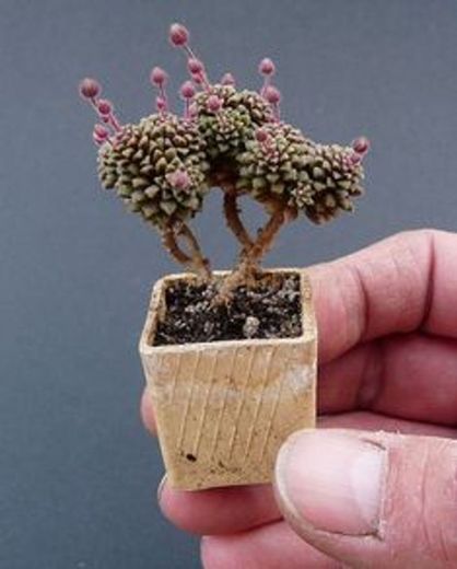 Kit de árvore de bonsai All-in-One Premium + 101 dicas essen