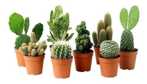 Fashion Cactos 🌵😍