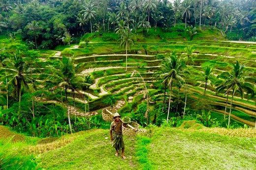 Rice fields