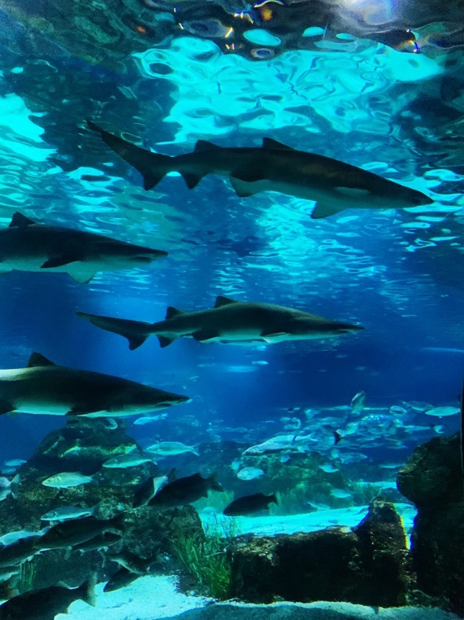 Lugar Aquarium de Barcelona Barcelona