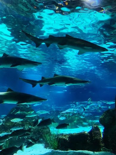 Aquarium de Barcelona Barcelona