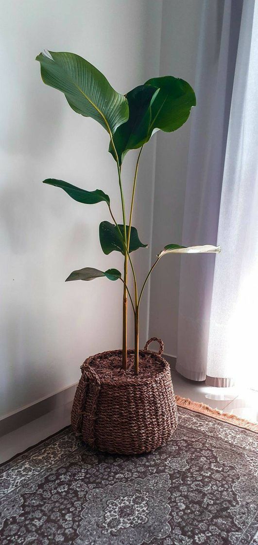 Moda Planta para Quarto