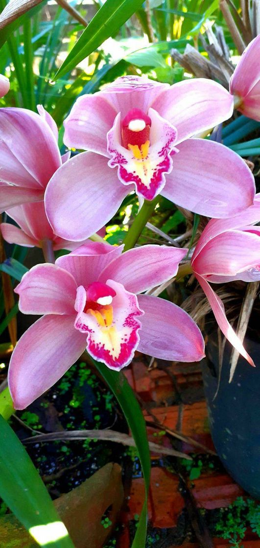 Moda Orquídea Cymbidium