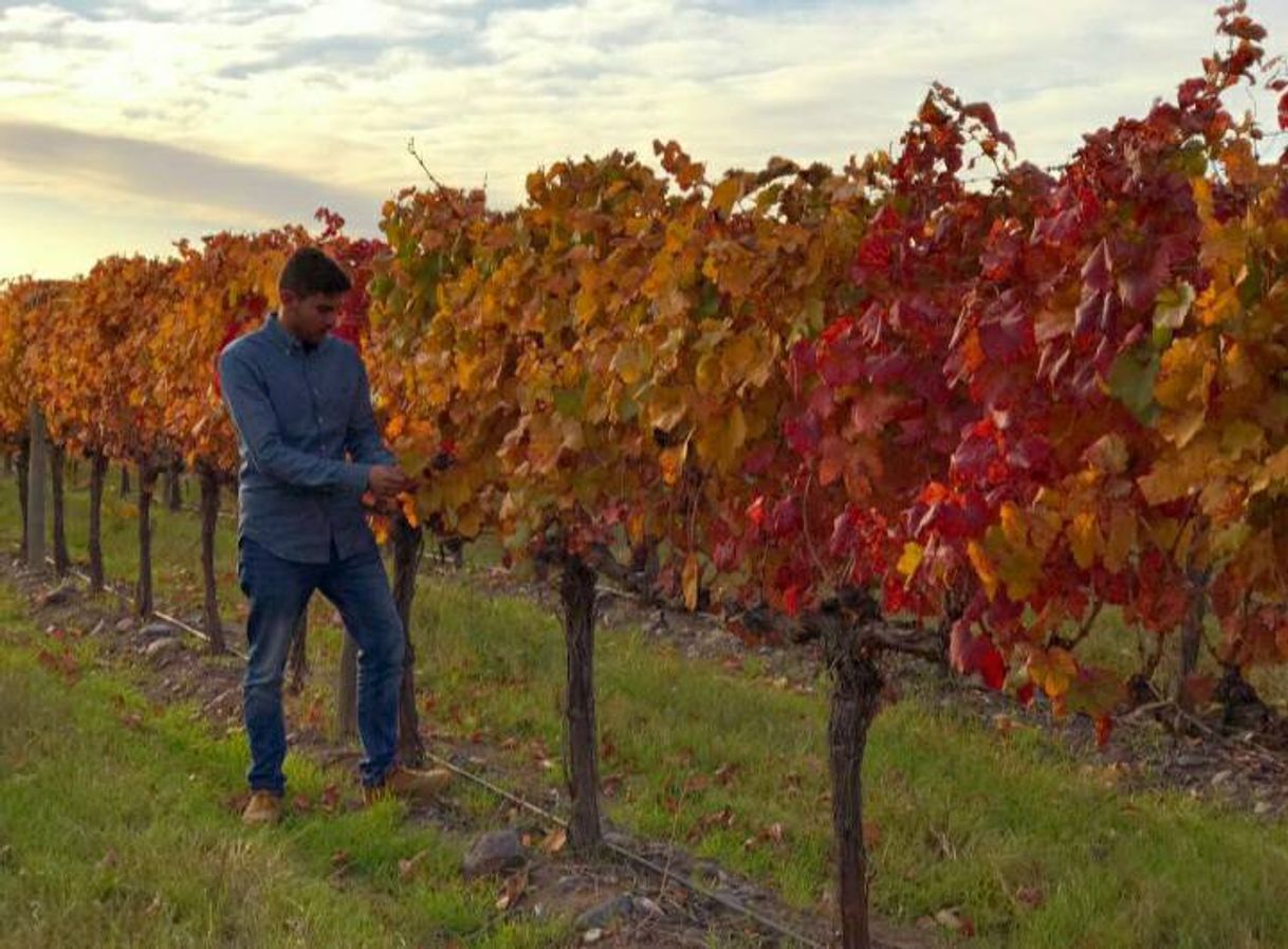 Restaurants Bodega Familia Schroeder