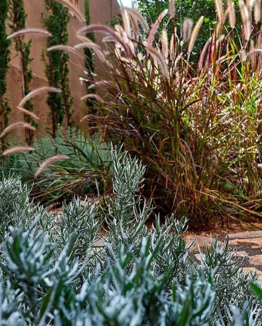 Social Contraste de Cores no Jardim