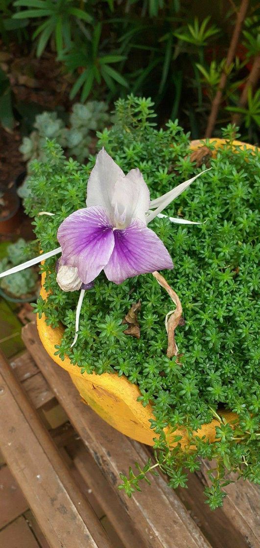 Social Flor da ressureição 