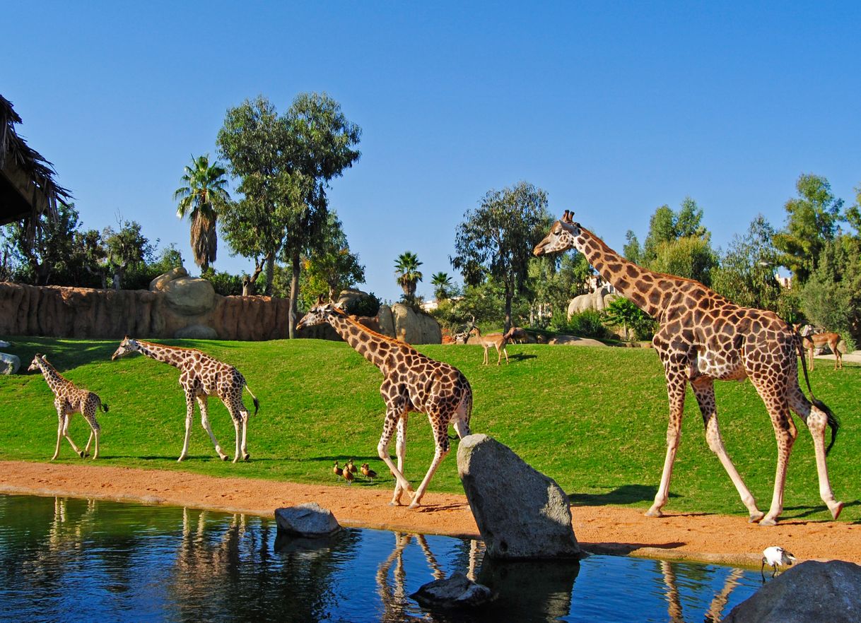 Place Bioparc Valencia