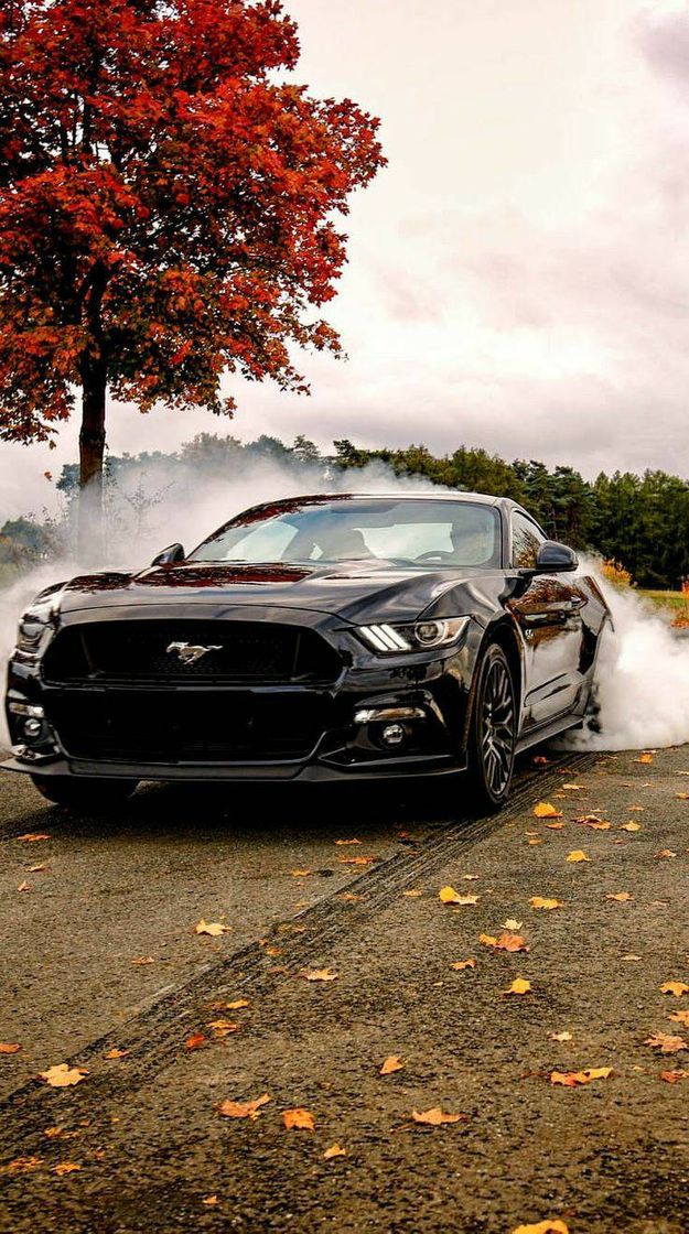 Social Mustang ❤️
