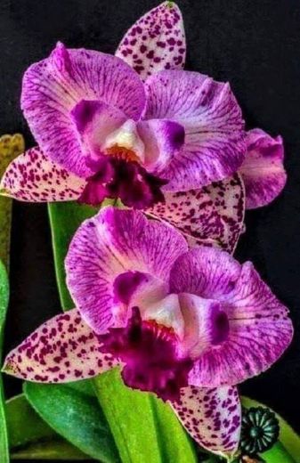 Aprenda a cultivar orquídeas 🌸