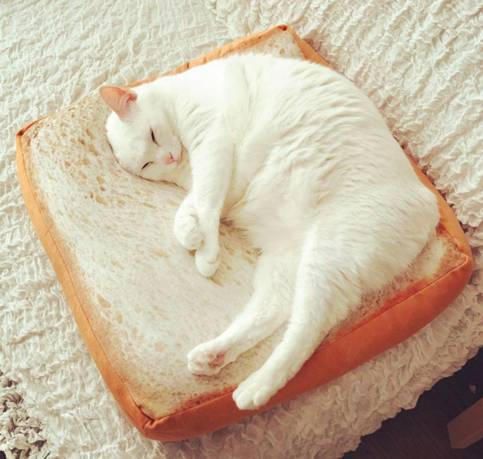 Cat Bread Pillow 🐱🍞