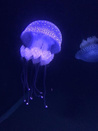 Lugar Oceanario de Lisboa