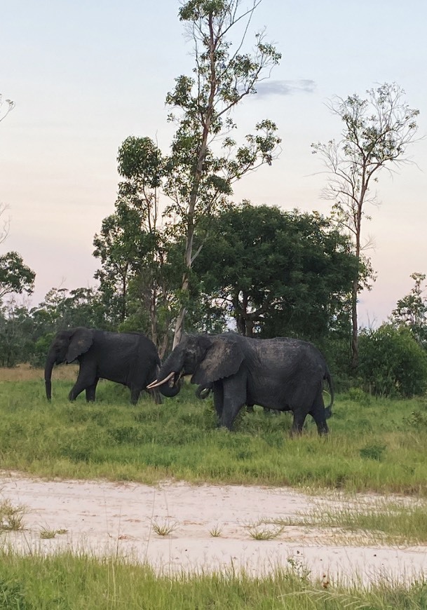 Place Maputo Elephant Reserve West Gate