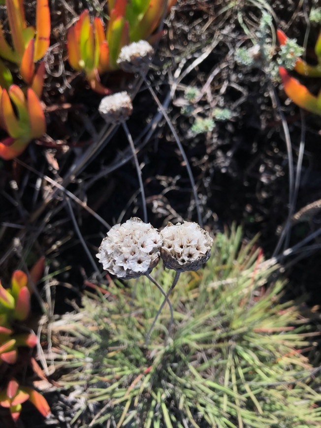 Fashion Armeria Pseudoarmeria