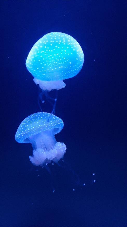 Lugar Oceanario de Lisboa