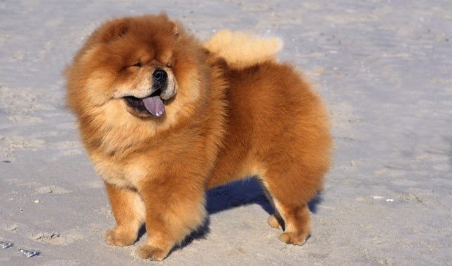 Social Chow-chow