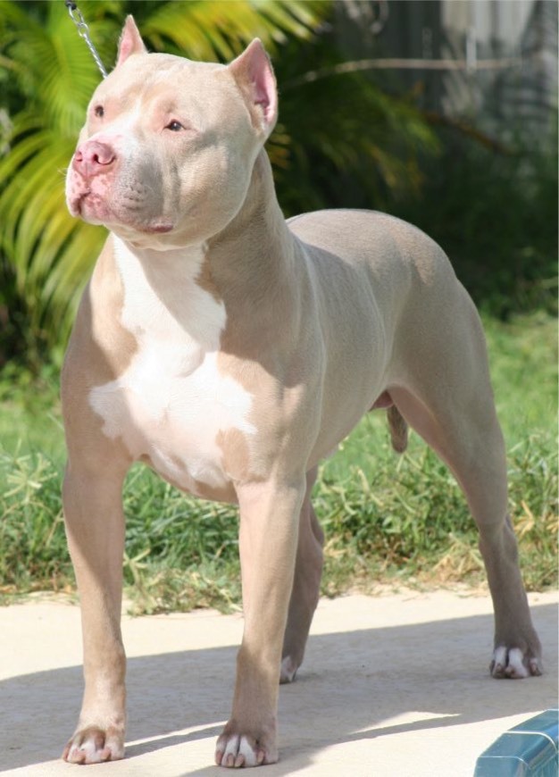 Social American pit bull terrier