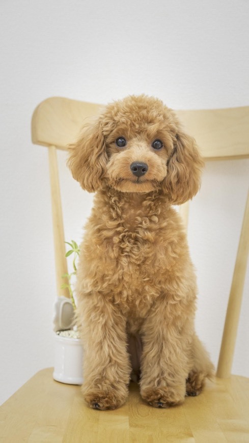 Social Poodle