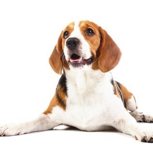 Social Beagle