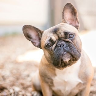 Social Buldogue francês