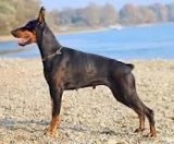 Social Dobermann