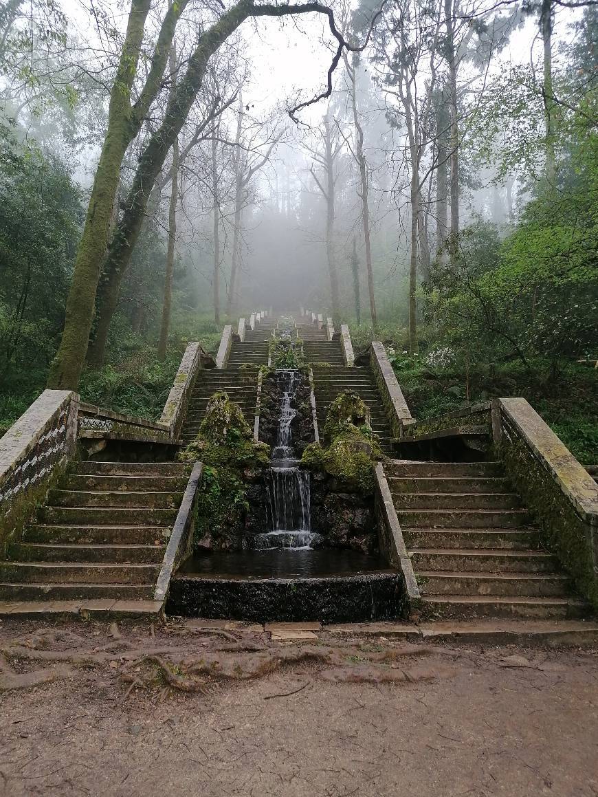 Lugar Mata Nacional do Buçaco