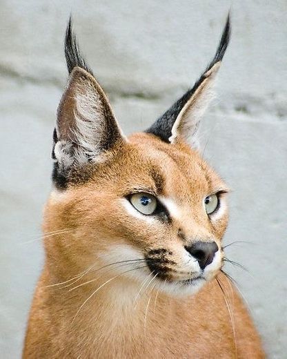 Caracal Cat 