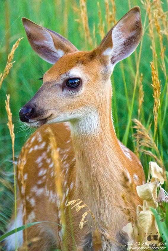 Fashion Deer 