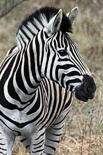 Zebra 