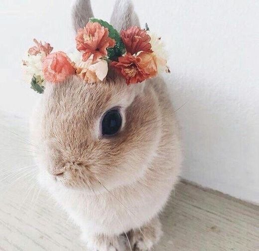 Bunny 