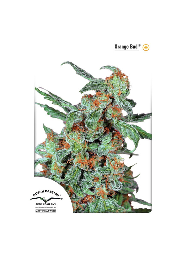 Product Orange Bud