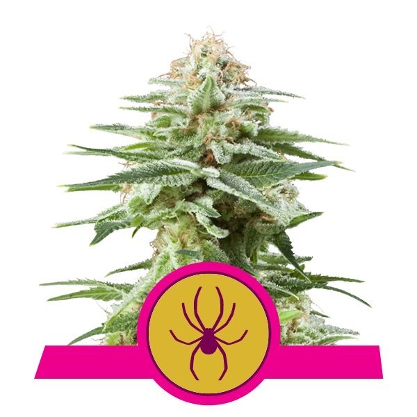 Fashion WHITE WIDOW 