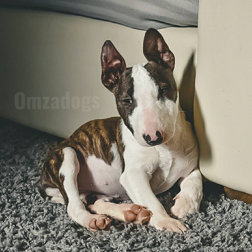 Fashion Bull terrier miniatura