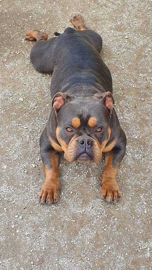 Fashion American bully Portugal 