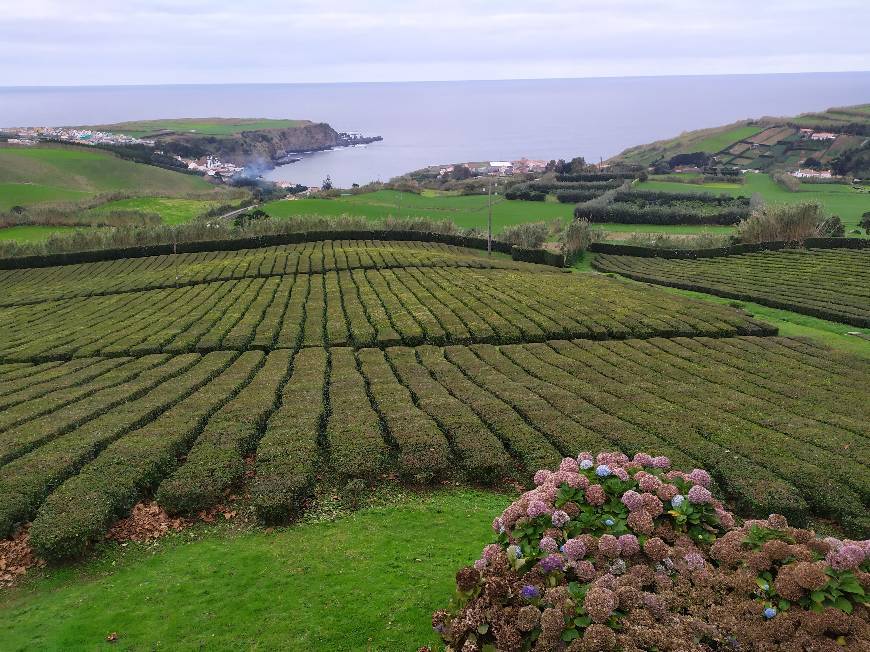 Place Fábrica de Chá do Porto Formoso